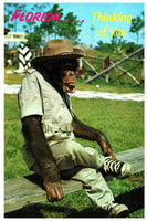 Vintage Florida Postcard 4x6 Thinking of You Chimpanzee Monkey Dressed in Safari Gear Scenic Florida Distributors