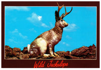 Vintage Jackalope Postcard 4x6 Wild Jackalope Antelabbit Desert Animals Post Card Smith Southwestern Plastichrome