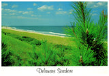Vintage Delaware Postcard 4x6 Delaware Seashore Marketplace Merchandising Kevin Moore